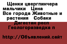 Щенки цвергпинчера мальчики › Цена ­ 25 000 - Все города Животные и растения » Собаки   . Дагестан респ.,Геологоразведка п.